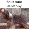 Shilstone Harmony, Mutter von Joy
