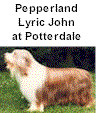 Pepperland Lyric John at Potterdale, Vater von Harmony